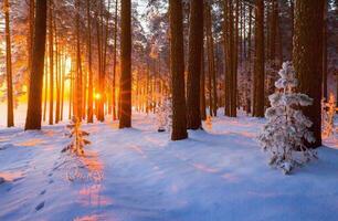 magnifique hiver saisonnier Contexte gel et neige sur branches hiver paysage photo