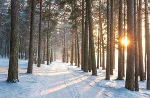 magnifique hiver saisonnier Contexte gel et neige sur branches hiver paysage photo