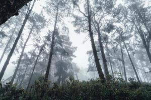 forêt sombre pendant un pin forestier brumeux en asie photo