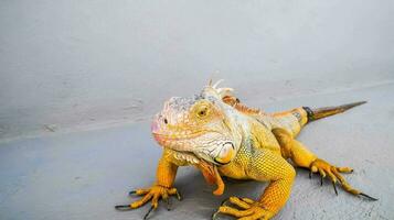 un iguane est séance sur le sol photo