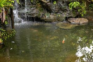 magnifique tropical jardin étang photo