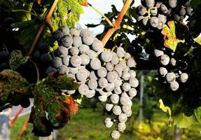 une bouquet de les raisins pendaison sur une vigne photo