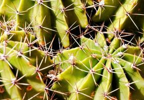 une cactus plante avec beaucoup petit aiguilles sur il photo