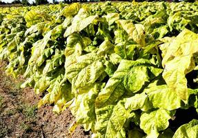 une le tabac plante dans une champ photo