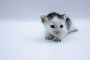 asiatique chat sur blanc Contexte. fermer mignonne animal de compagnie chaton portrait sur nettoyer blanc Contexte photo