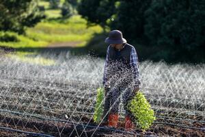 asiatique agriculteur est porter plateau de Jeune légume semis à plante tandis que en marchant passer le irrigation arrosage système tester à croissance organiques plante pendant printemps saison et agriculture photo