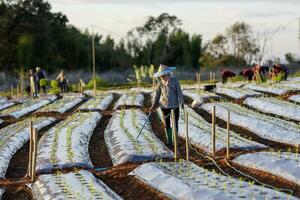 asiatique agriculteur est en utilisant tuyau à arrosage Jeune légume semis dans paillage film champ pour croissance organiques plante pendant printemps saison et agriculture photo