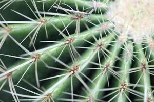 macro de cactus photo