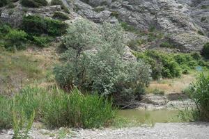 paysage naturel avec plantes et végétation sur fond rocheux photo