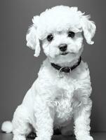 content chien bichon frise noir et blanc monochrome photo dans studio éclairage