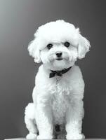 content chien bichon frise noir et blanc monochrome photo dans studio éclairage