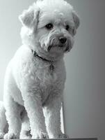 content chien bichon frise noir et blanc monochrome photo dans studio éclairage