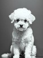 content chien bichon frise noir et blanc monochrome photo dans studio éclairage