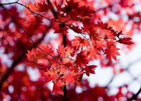 ornement automnal, feuilles rouges d'érable photo