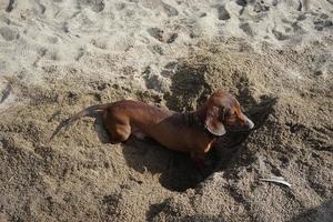 chien teckel s'enterre dans le sable sur la plage photo