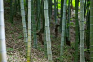 partie de bambou les troncs dans une bambou bosquet. photo