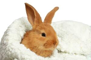 une mignonne lapin est enveloppé dans une blanc duveteux serviette. photo