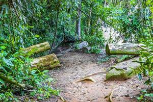 sentier de randonnée dans la forêt tropicale naturelle de la jungle ilha grande brésil. photo