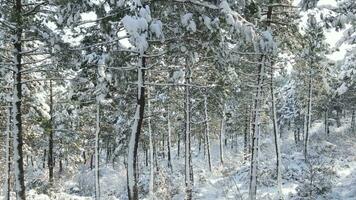 la nature forêt, congelé forêt des arbres hiver photo