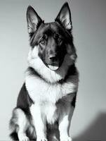 content allemand berger chien noir et blanc monochrome photo dans studio éclairage