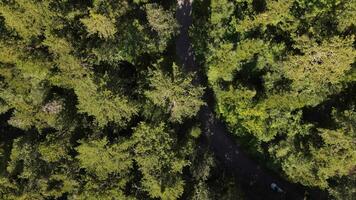 aérien vue conduite voiture forêt photo