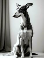 content levrette chien noir et blanc monochrome photo dans studio éclairage