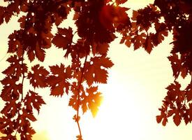 bordure de feuilles rouges photo