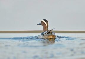 une canard nager dans le l'eau avec une gris ciel photo