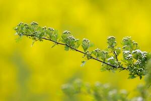 une branche avec petit blanc fleurs contre une Jaune Contexte photo