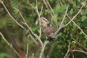 une oiseau séance sur une arbre branche photo