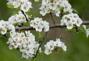 une proche en haut de une arbre avec blanc fleurs photo