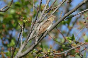 une oiseau séance sur une arbre branche avec feuilles photo