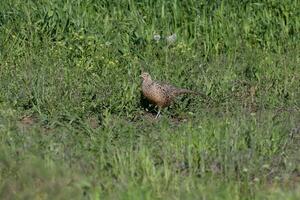 une oiseau est permanent dans le herbe dans de face de certains vert les plantes photo