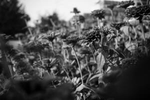 noir et blanc Contexte fleurs sont majeures photo