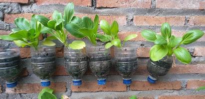 agriculture, légumes dans la bouteille en plastique recyclé photo