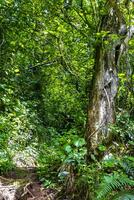 forêt randonnée Piste et grand gigantesque les plantes des arbres costa rica. photo