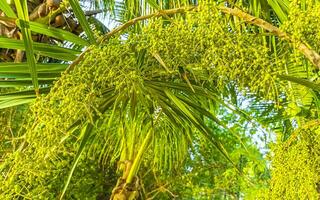 tropical vert exotique Caraïbes Maya chit paume paumes forêt tropicale Mexique. photo