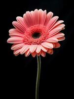 rose gerbera fleur. ai généré photo