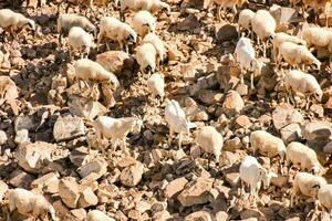 une troupeau de mouton est permanent sur une rocheux colline photo