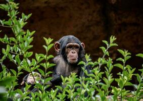 une chimpanzé est séance dans le feuilles photo