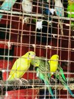 une groupe de des oiseaux dans une cage photo
