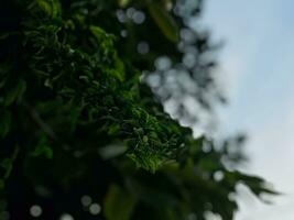 une proche en haut de une vert feuillu arbre photo