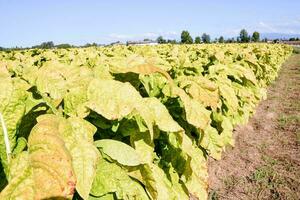 une champ avec beaucoup les plantes photo