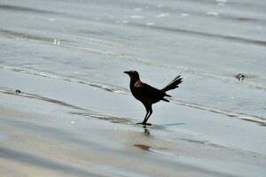 une oiseau permanent sur le plage près le l'eau photo