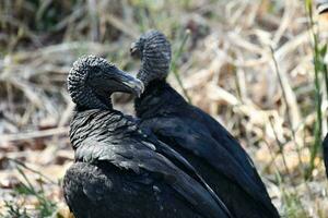 deux vautours sont permanent dans le herbe photo