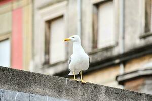 une mouette est permanent sur le bord de une bâtiment photo