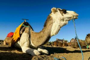 chameaux dans le désert avec leur selles photo