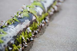 tropical petit mer escargots sur une Journal et le sable plage photo