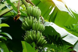 cavendish bananes sont disponible dans beaucoup variétés et sont nutritionnellement riches dans nutriments. le fruit se tourne d'or Jaune lorsque mûr. le la chair est laiteux blanche. il a une sucré odeur et goût. photo