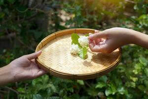 arabe jasmin fleur dans bambou panier. il est une fleur cette vies avec thaïlandais personnes. parfumé fleurs pur blanc est utilisé comme une de la mère journée symbole, guirlande, aromathérapie industrie et thé arôme. photo